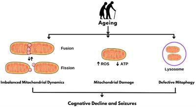 Unraveling the nexus of age, epilepsy, and mitochondria: exploring the dynamics of cellular energy and excitability